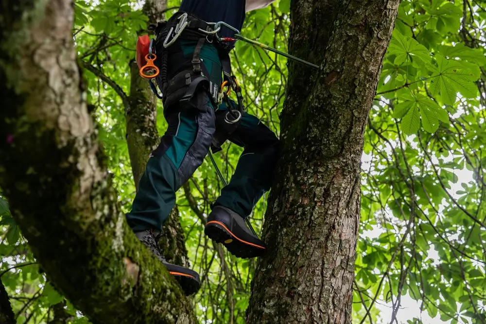 Baum-Kletterschuhe Haix Ramble gtx grau-orange